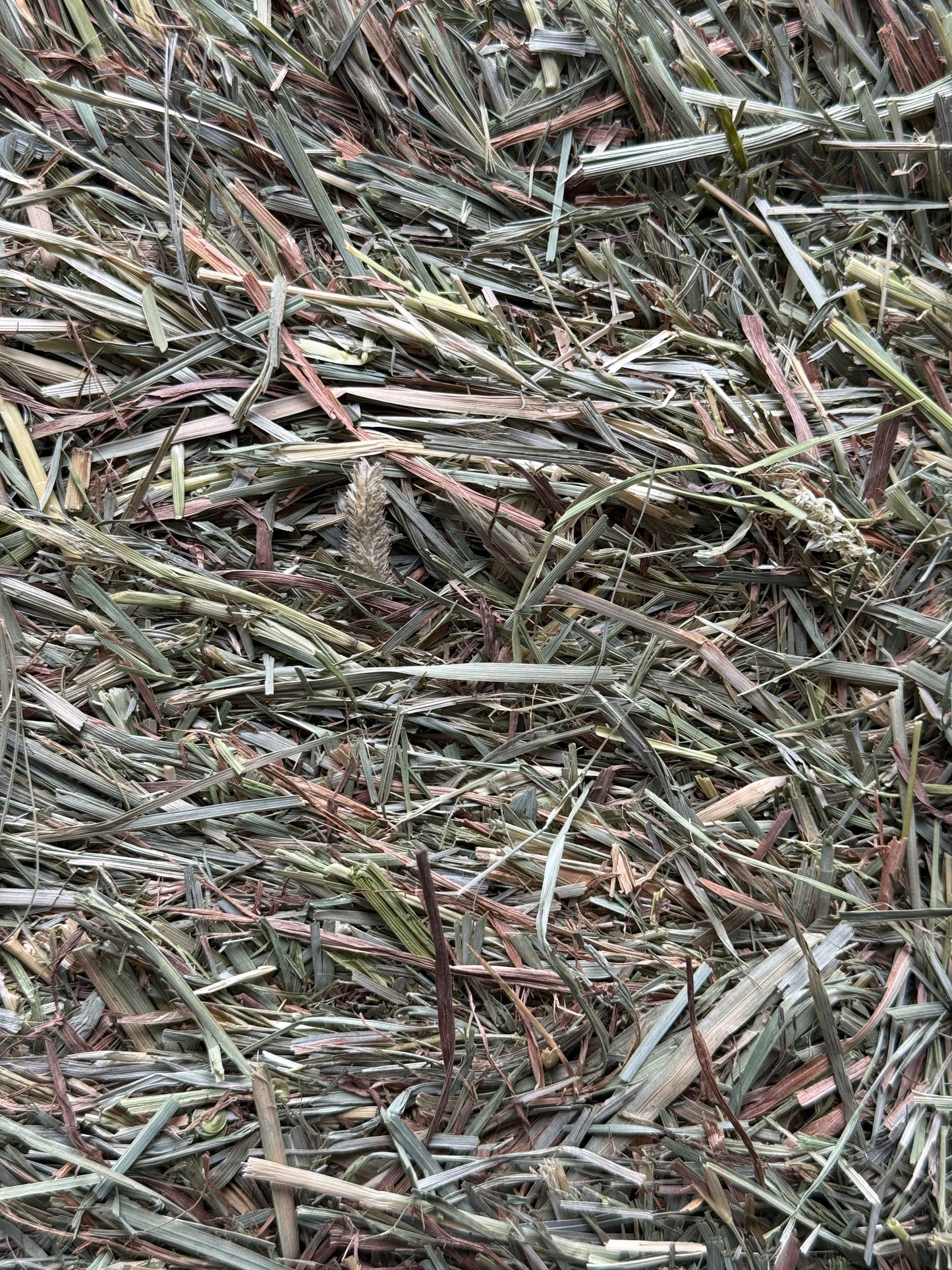 Premium Second Cut Timothy